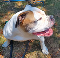 Dog available for adoption