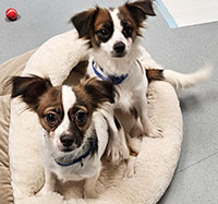 Dog available for adoption