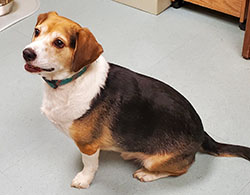 Dog available for adoption