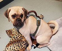 Dog available for adoption