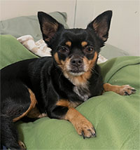 Dog available for adoption