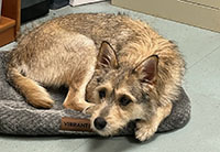 Dog available for adoption