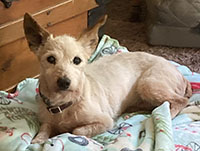 Dog available for adoption