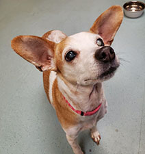 Dog available for adoption