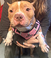 Dog available for adoption