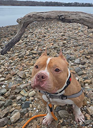 Dog available for adoption