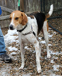 Dog available for adoption