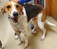 Dog available for adoption