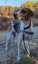 Dog available for adoption