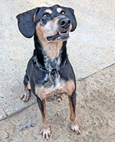 Dog available for adoption