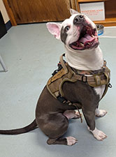 Dog available for adoption