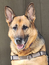 Dog available for adoption