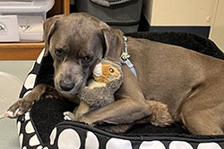 Dog available for adoption