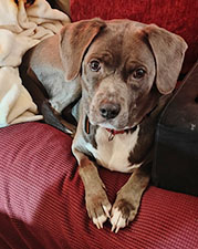 Dog available for adoption