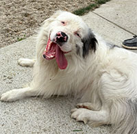 Dog available for adoption