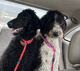 Dog available for adoption