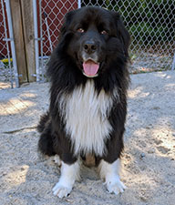 Dog available for adoption