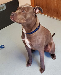 Dog available for adoption