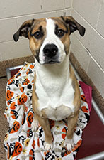 Dog available for adoption