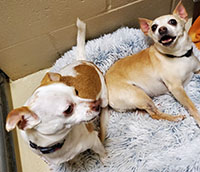 Dogs available for adoption