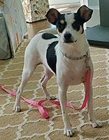 Dog available for adoption