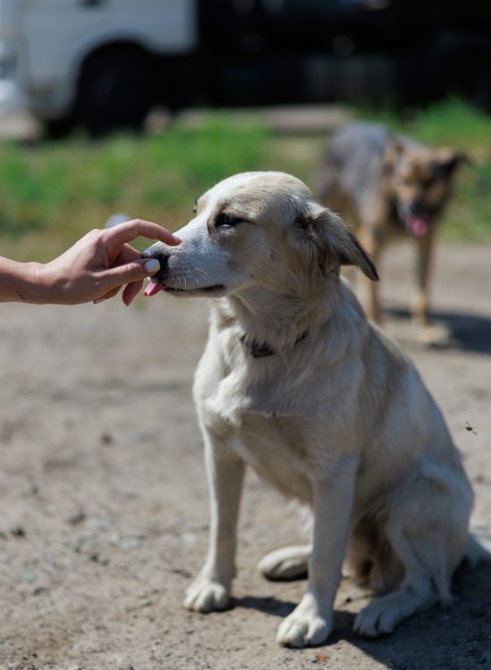 Human hand gently touches a stray dog nose. Moment of kindness, trust, and connection between a person and a homeless animal. Homeless animal care, compassion, hope and rescue concept.