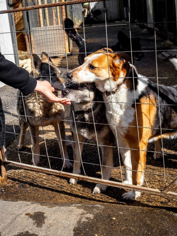 Stray homeless dogs in cages at a shelter. Rescue animals concept.